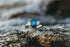 Why an Australian Sapphire Engagement Ring is perfect for every future bride